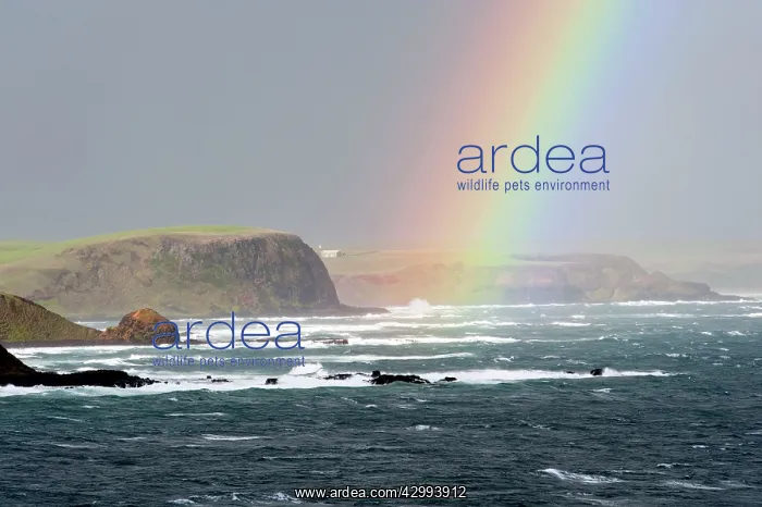 : Rainbow - South east corner of Phillip Island where Little / : Rainbow - South east corner of Phillip Island where Little /