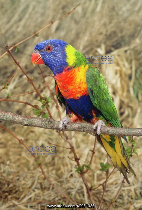 : Rainbow / SwainsonIs LORIKEET / Blue-cheeked / : Rainbow / SwainsonIs LORIKEET / Blue-cheeked /