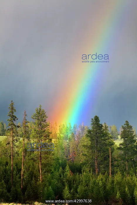 : Rainbow - and thunderstorm - beside Tower Falls : Rainbow - and thunderstorm - beside Tower Falls