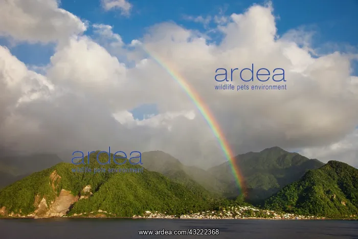 : Rainbow over the tropical Caribbean island : Rainbow over the tropical Caribbean island