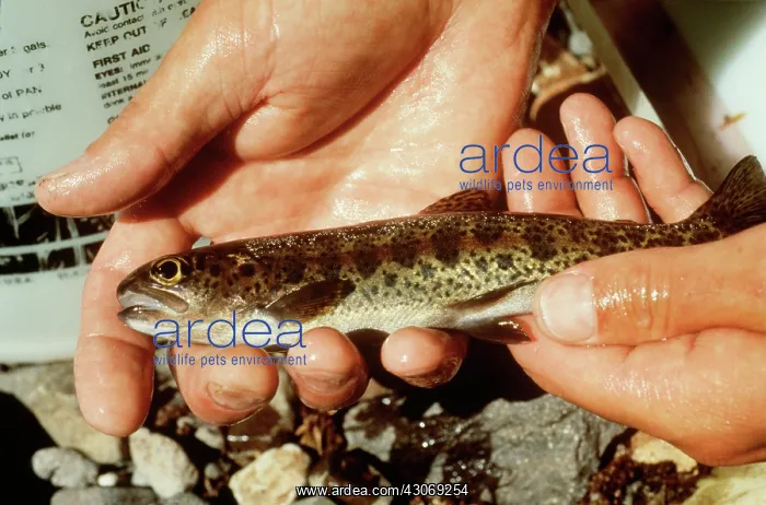 : Rainbow Trout : Rainbow Trout