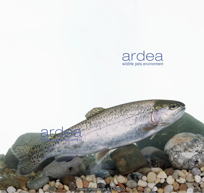 : RAINBOW TROUT : RAINBOW TROUT