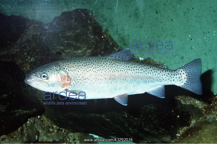 : RAINBOW TROUT : RAINBOW TROUT