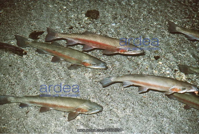 : RAINBOW TROUT : RAINBOW TROUT