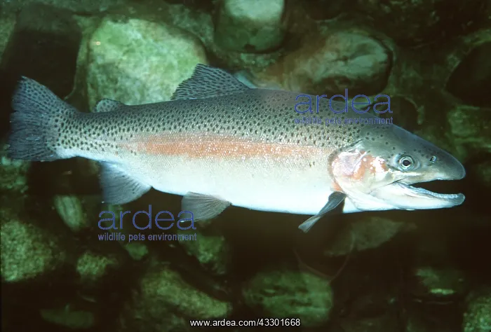  : Rainbow Trout