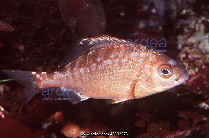 : RAINBOW TROUT - WHOLE BODY : RAINBOW TROUT - WHOLE BODY