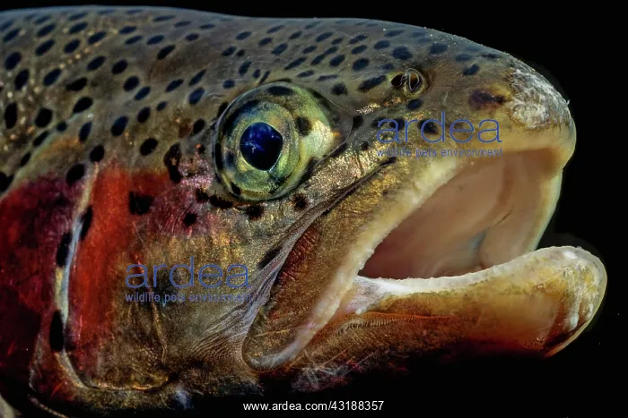 : Rainbow trout (Oncorhynchus mykiss), portrait, Badersee : Rainbow trout (Oncorhynchus mykiss), portrait, Badersee