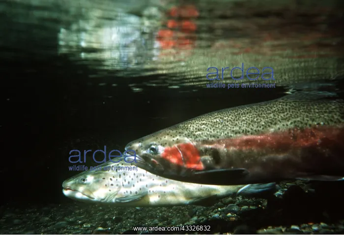 : RAINBOW TROUT - PAIR : RAINBOW TROUT - PAIR
