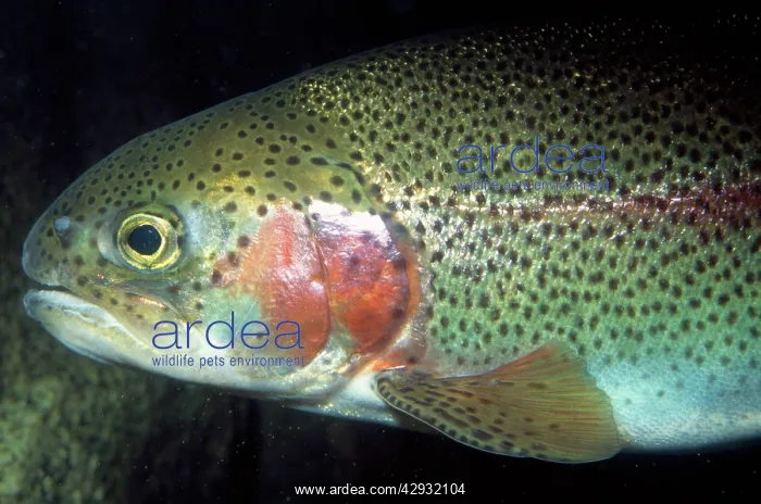 : Rainbow Trout / Steelhead : Rainbow Trout / Steelhead