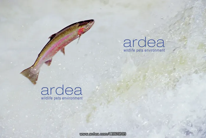 : Rainbow Trout / Steelhead - jumping falls on Pacific : Rainbow Trout / Steelhead - jumping falls on Pacific