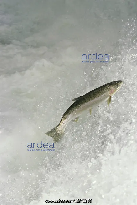 : Rainbow Trout / Steelhead - jumping falls on Pacific : Rainbow Trout / Steelhead - jumping falls on Pacific