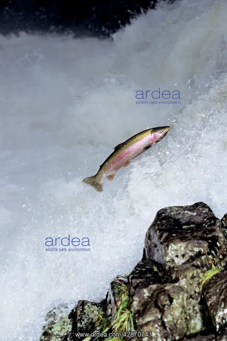 : Rainbow Trout / Steelhead - jumping falls on Pacific : Rainbow Trout / Steelhead - jumping falls on Pacific