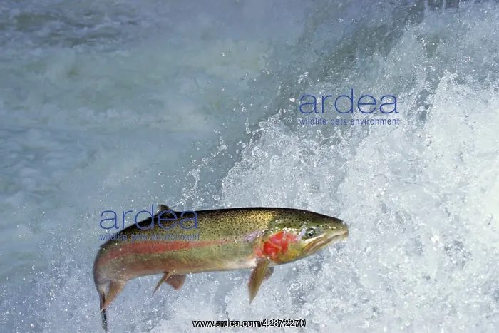  : Rainbow Trout  /  Steelhead - jumping falls on Pacific