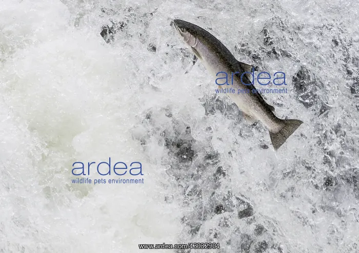 : Rainbow Trout or Steelhead (Oncorhychus mykiss) : Rainbow Trout or Steelhead (Oncorhychus mykiss)