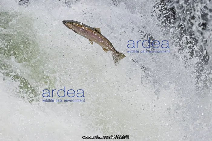 : Rainbow Trout or Steelhead (Oncorhychus mykiss) : Rainbow Trout or Steelhead (Oncorhychus mykiss)