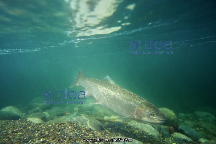 : Rainbow Trout / Steelhead - swimming in Pacific : Rainbow Trout / Steelhead - swimming in Pacific