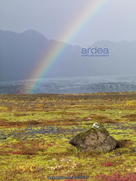 : Rainbow over tundra with wild flowers, Iceland : Rainbow over tundra with wild flowers, Iceland