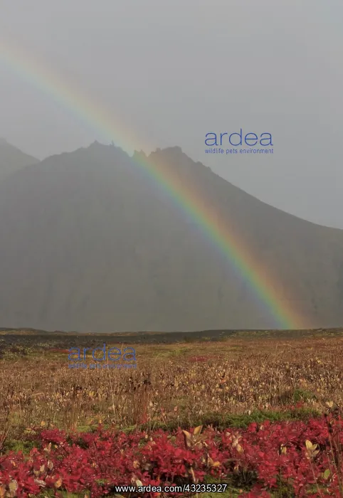 : Rainbow over tundra with wild flowers, Iceland