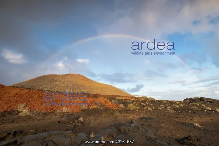 : Rainbow and typical volcanic landscape at La Restinga : Rainbow and typical volcanic landscape at La Restinga