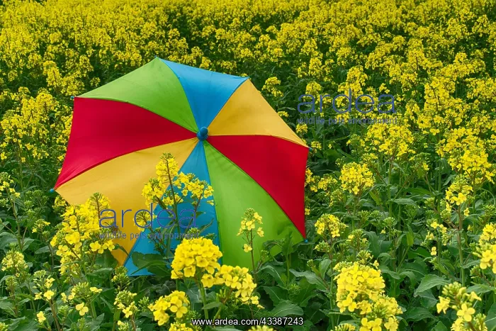: Rainbow umbrella in field of rapeseed, canola or : Rainbow umbrella in field of rapeseed, canola or