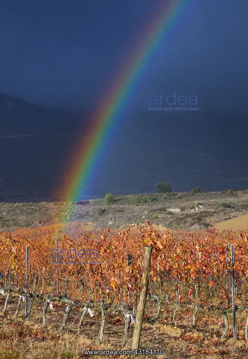 : Rainbow and Vineyard in aturmn, La Rioja, Alava : Rainbow and Vineyard in aturmn, La Rioja, Alava