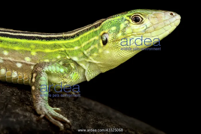 : Rainbow Whiptail (Cnemidophorus lemniscatus lemn : Rainbow Whiptail (Cnemidophorus lemniscatus lemn