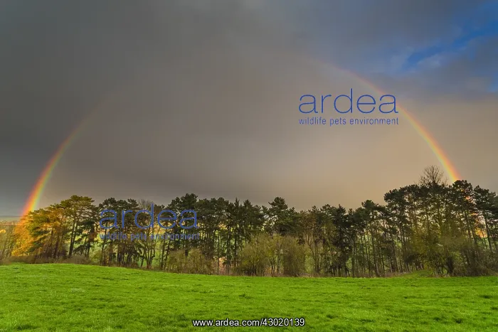 : Rainbow - over woodland, North Hessen, Germany : Rainbow - over woodland, North Hessen, Germany