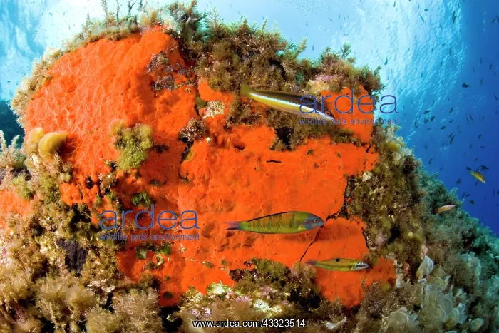 : Rainbow wrasse, Coris julis and Turkish wrasse, Thalassoma p : Rainbow wrasse, Coris julis and Turkish wrasse, Thalassoma p