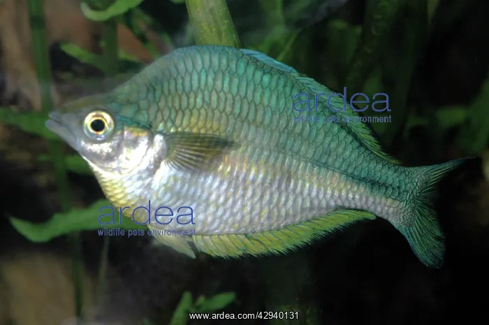 : Rainbowfish : Rainbowfish