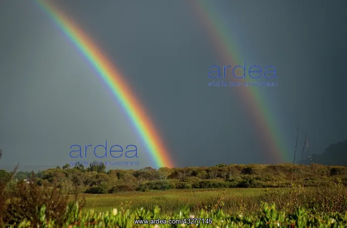 : Rainbows and storm over the marsh at Carmel River : Rainbows and storm over the marsh at Carmel River