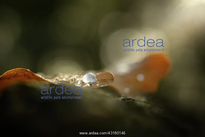 : Raindrop on dead leaf in sunbeam : Raindrop on dead leaf in sunbeam