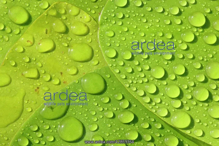 : Raindrops on leaves of a water lily : Raindrops on leaves of a water lily