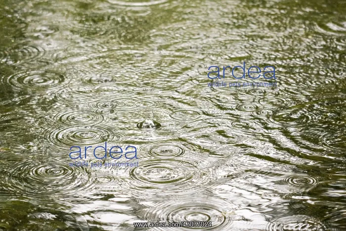 : Raindrops on pond - Norfolk UK : Raindrops on pond - Norfolk UK