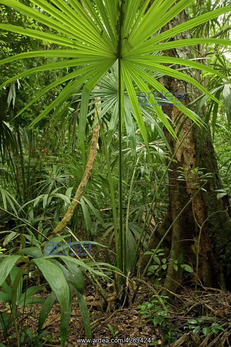  : Rainforest