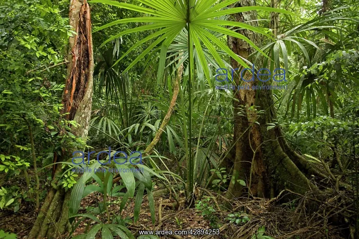  : Rainforest