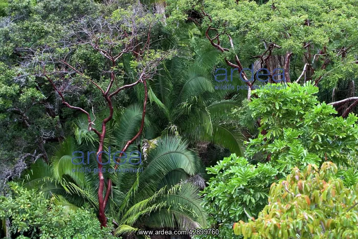 : Rainforest