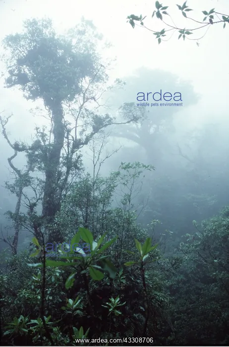 : RAINFOREST : RAINFOREST