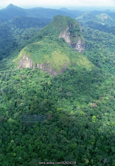  : Rainforest - aerial view of Amazon canopy