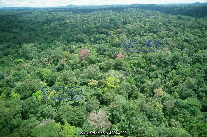 : Rainforest - aerial view of Amazon canopy : Rainforest - aerial view of Amazon canopy