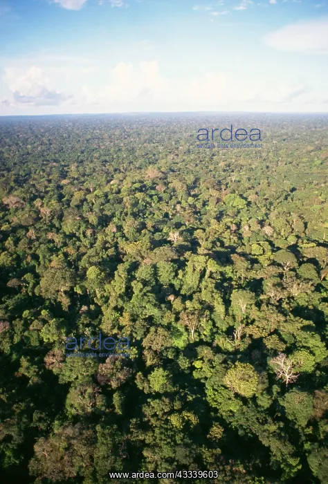 : Rainforest - aerial view of Amazon canopy : Rainforest - aerial view of Amazon canopy
