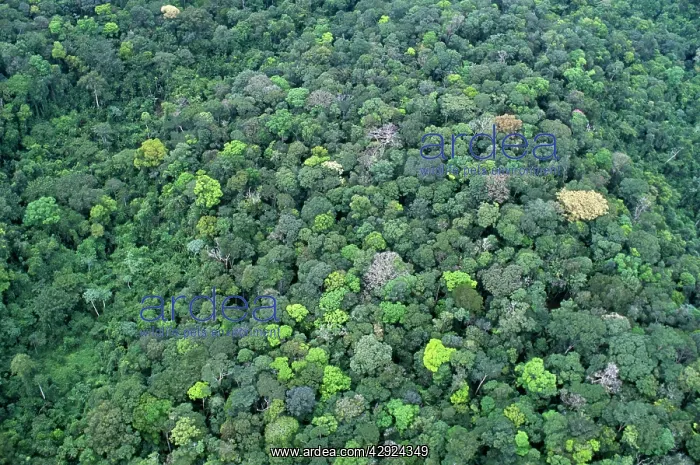 : Rainforest - aerial view of Amazon forest : Rainforest - aerial view of Amazon forest