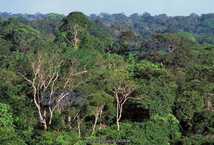 : Rainforest - aerial view of French Guiana forest : Rainforest - aerial view of French Guiana forest