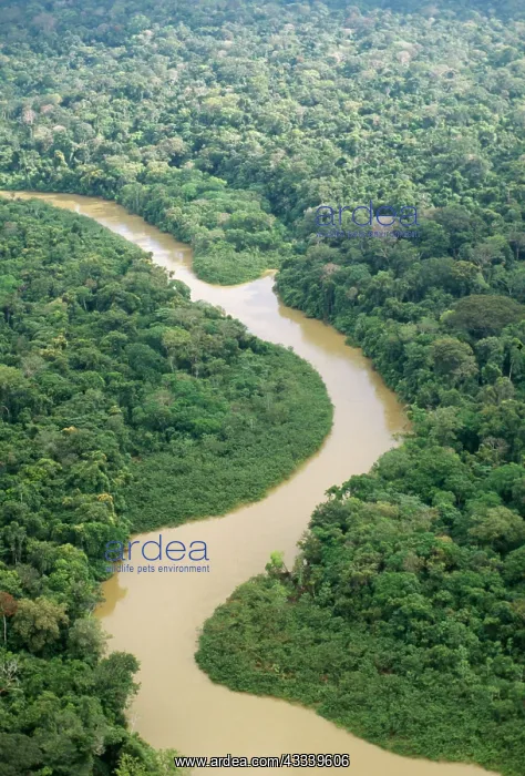 : Rainforest - Aerial view of White water river in Amazon : Rainforest - Aerial view of White water river in Amazon