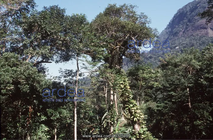 : RAINFOREST - Atlantic : RAINFOREST - Atlantic