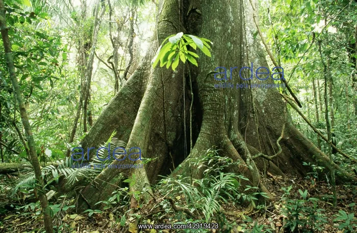 : RAINFOREST - Big Ceiba tree at Manu Lodge, Amazon : RAINFOREST - Big Ceiba tree at Manu Lodge, Amazon