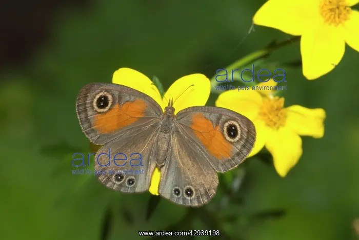 : Rainforest Brown butterfly feeding on nectar of : Rainforest Brown butterfly feeding on nectar of