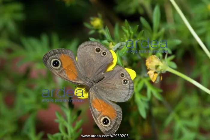 : Rainforest Brown Butterfly feeding on nectar of : Rainforest Brown Butterfly feeding on nectar of