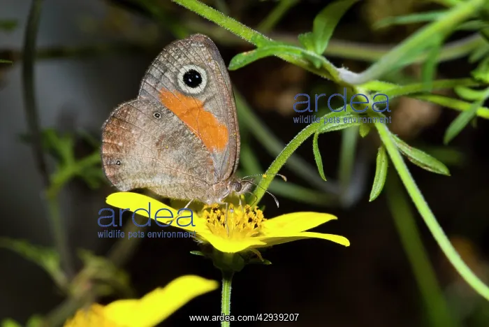 : Rainforest Brown Butterfly feeding on nectar of : Rainforest Brown Butterfly feeding on nectar of