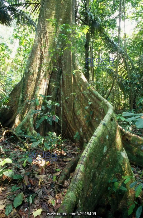 : Rainforest - butresses & forest floor flora : Rainforest - butresses & forest floor flora