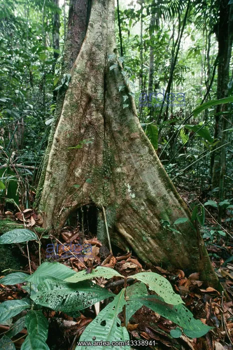 : Rainforest - Buttress rooted tree : Rainforest - Buttress rooted tree